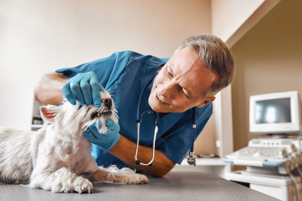 Best Emergency Wisdom Tooth Extraction in Jacksonville, OR